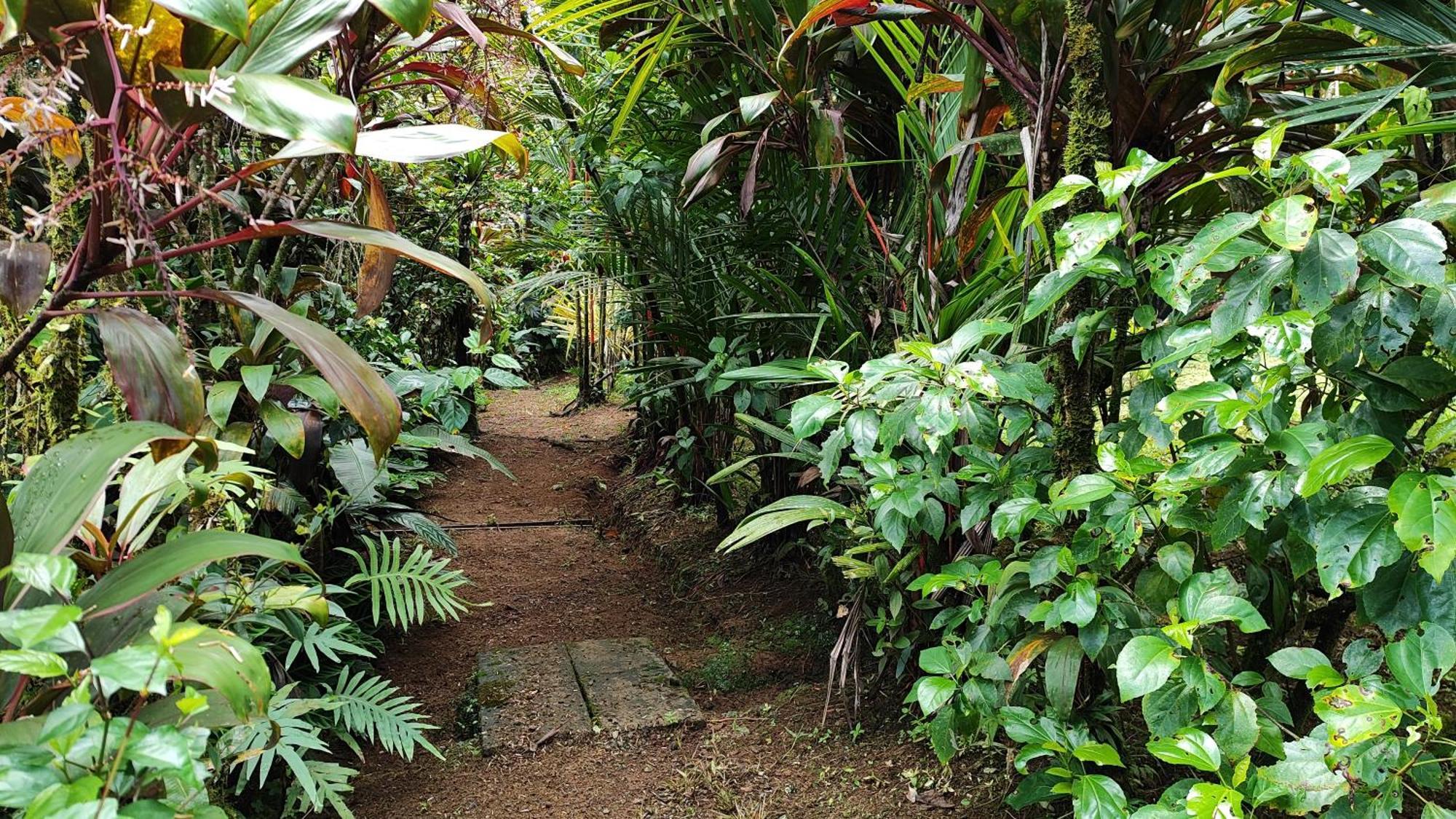 Rio Celeste Nature View Upala Extérieur photo